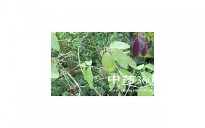 ​草药大全，这些神奇的植物能帮你挽回爱情