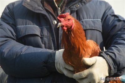 ​有公司找农民养鸡，提供设备包回收，还给予补贴，是馅饼还是陷阱