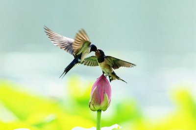 ​天天说典故之——社燕秋鸿