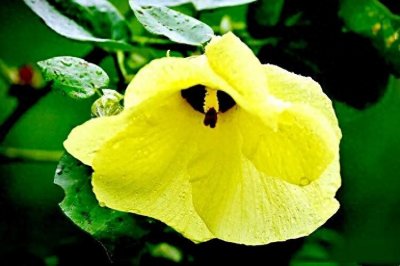 ​黄槿花～四季常绿，树姿优美，花多色艳。是优良的观赏树种