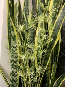 ​养了十年花，才知道虎皮兰也能年年开花