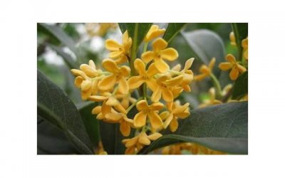 ​江西吉安彩礼钱一般给多少