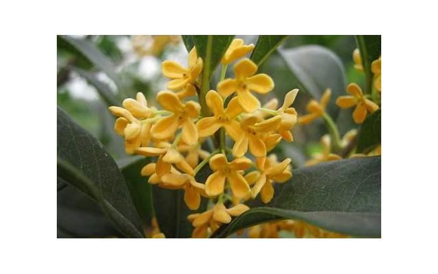 江西吉安彩礼钱一般给多少 江西吉安彩礼钱一般给多少