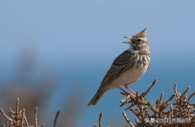 ​凤头百灵，百科知识，中国百灵鸟科之一