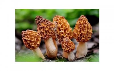 介绍利风轻片的功效、作用及副作用,了解两大功效和副作用