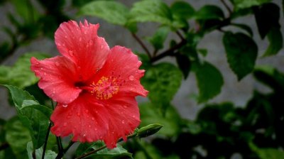 ​扶桑花冬天的养殖方法（分享一个小窍门让扶桑花安全过冬）