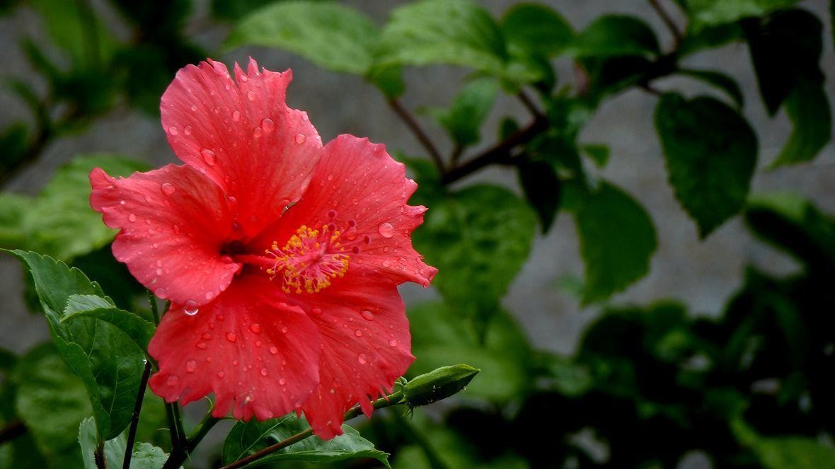 扶桑花冬天的养殖方法（分享一个小窍门让扶桑花安全过冬）