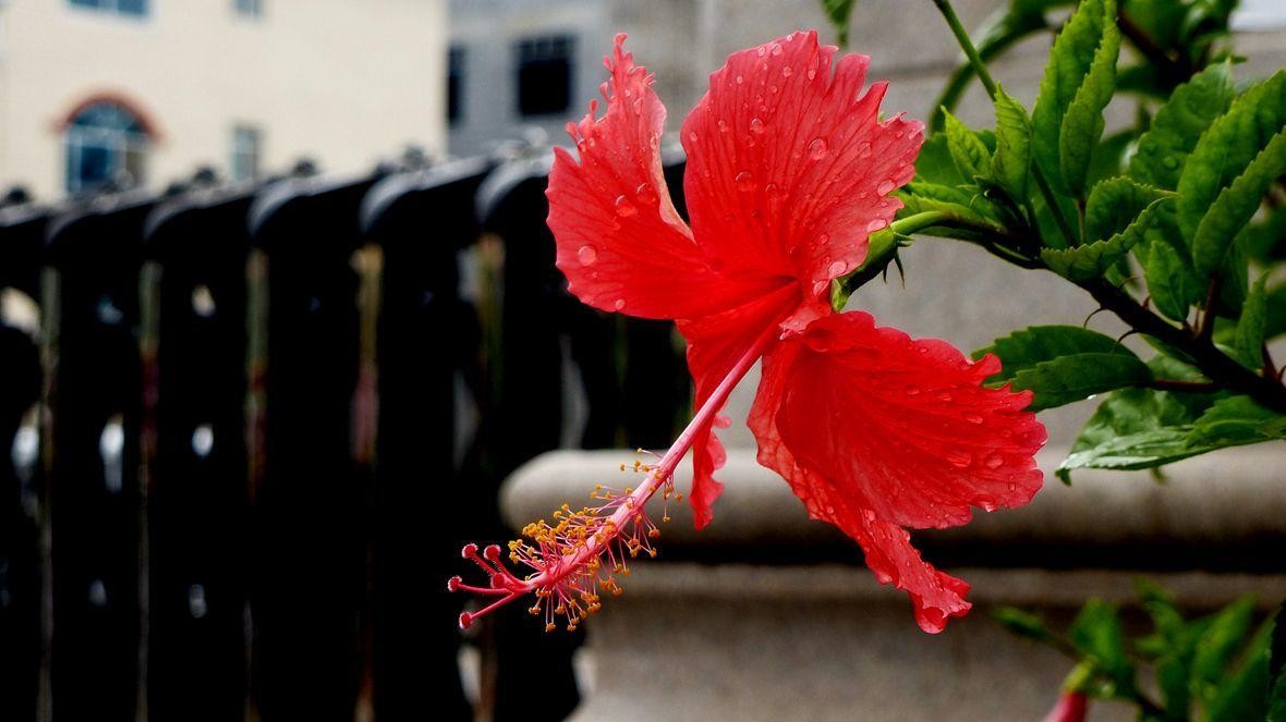 扶桑花冬天的养殖方法（分享一个小窍门让扶桑花安全过冬）