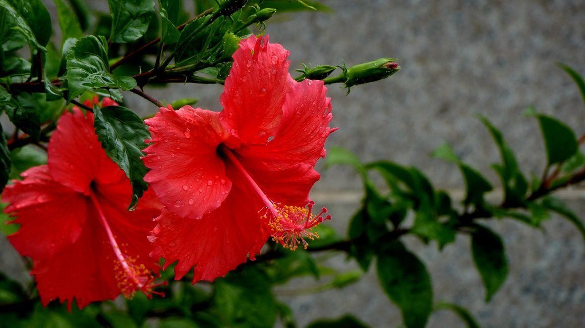 扶桑花冬天的养殖方法（分享一个小窍门让扶桑花安全过冬）