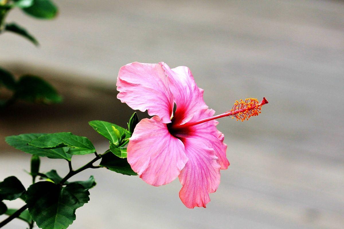 扶桑花冬天的养殖方法（分享一个小窍门让扶桑花安全过冬）