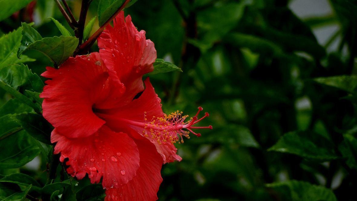 扶桑花冬天的养殖方法（分享一个小窍门让扶桑花安全过冬）