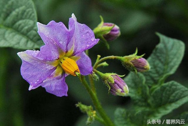 花儿开得如夏般热烈（有一种芬芳叫土豆花儿开）(5)