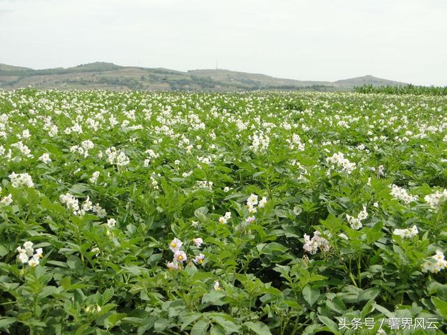 花儿开得如夏般热烈（有一种芬芳叫土豆花儿开）(4)