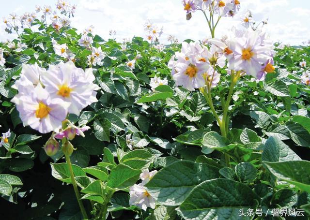 花儿开得如夏般热烈（有一种芬芳叫土豆花儿开）(3)