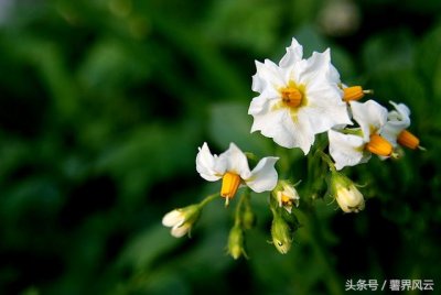 ​花儿开得如夏般热烈（有一种芬芳叫土豆花儿开）