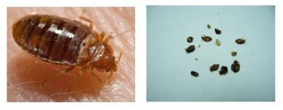 ​臭虫怎么预防和消灭（专家教你如何应对）