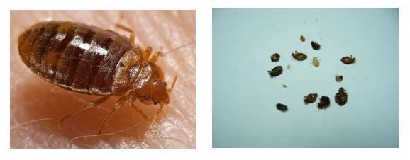 臭虫怎么预防和消灭（专家教你如何应对）(1)