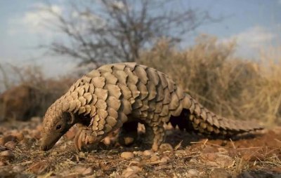 ​穿山甲养殖方法