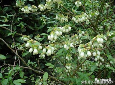 ​神奇的乌饭树！乌饭树花开的很美，是制作盆景的不二选择