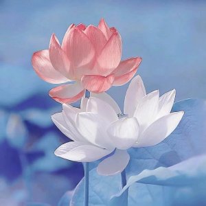 ​八十八张荷花壁纸头像。一枝枝荷花亭亭玉立，微微含笑