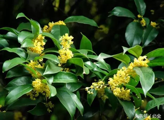 最好的园林树种（园林中的名贵树种）(1)