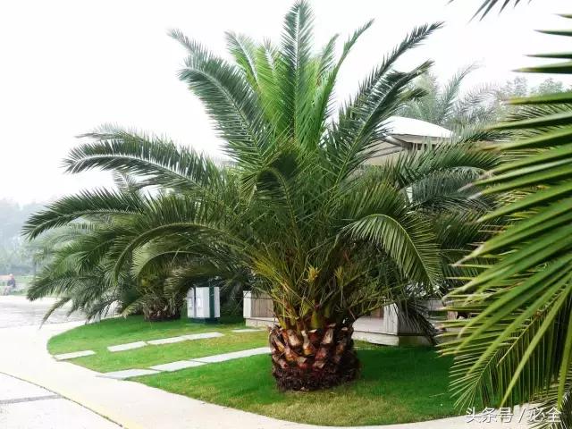 最好的园林树种（园林中的名贵树种）(7)