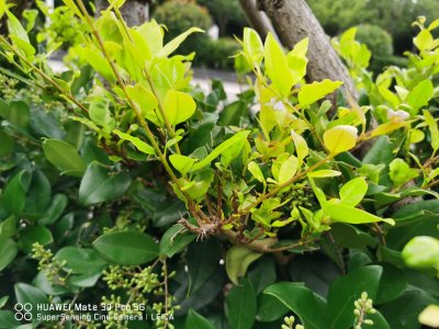 ​女贞子树长什么样，女贞盆景用什么土
