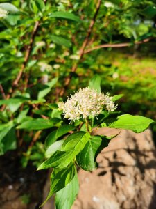 ​红瑞木的养殖方法和注意事项