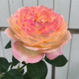 ​优良月季“罗曼尼·詹森”，花开多色，甚美，你值得拥有