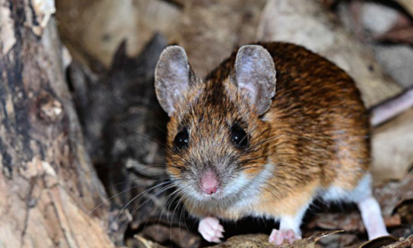 鼠科动物有哪些,鼠科有哪些动物图7