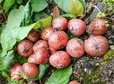 ​这野果叫“地石榴”，儿时吃过最好吃的野果，如今又熟了，别错过