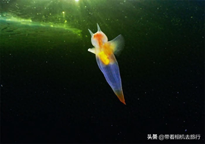你知道“海洋天使”这种动物吗？小如扁豆，身形梦幻