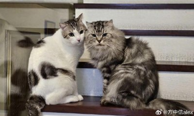 ​方中信4500万四层豪宅曝光，与郭可盈为邻，另有3100万豪宅给女儿