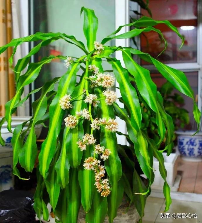 家里能养龙血树吗风水（龙血树的寓意与风水作用）