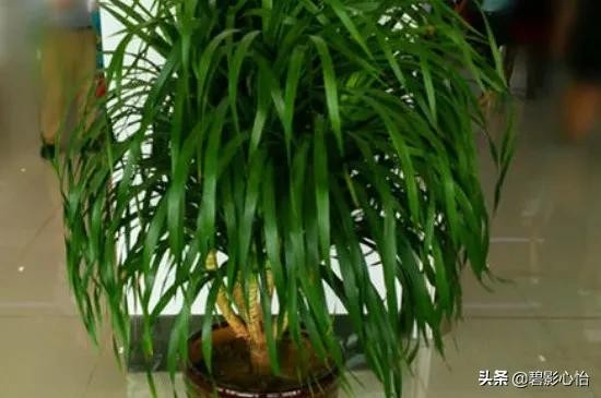 家里能养龙血树吗风水（龙血树的寓意与风水作用）