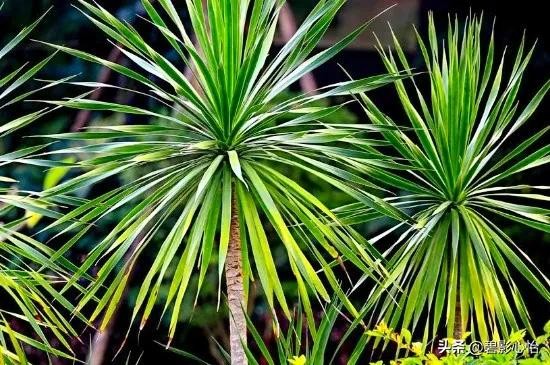 家里能养龙血树吗风水（龙血树的寓意与风水作用）