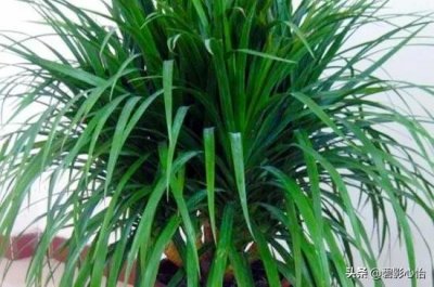 ​家里能养龙血树吗风水（龙血树的寓意与风水作用）