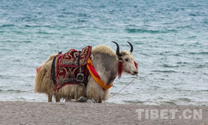 “天湖”纳木错