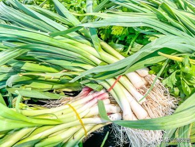 蛆是怎么形成的怎样防治(大葱生蛆什么原因导致 如何防治)