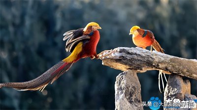 ​图集丨山间“凤凰”飞！红腹锦鸡身披七彩华羽翩然起舞