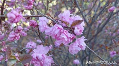 ​占尽杂交优势的美人梅绽放一片“梅”好