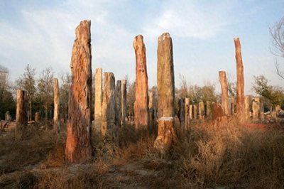 “树化玉”到底是树还是玉？