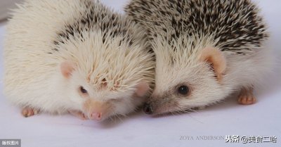 ​武汉全面禁止食用野生动物，除了蝙蝠，这些也在禁止范围之内