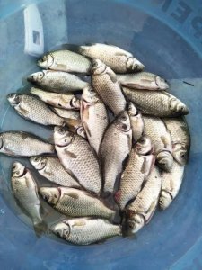 油炸小鲫鱼做法,香酥可口