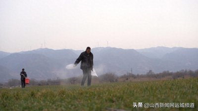 ​盐湖区：冬小麦返青“吐”新绿 农技专家“把脉”支招