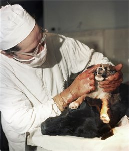 ​一场惊世骇俗的残酷实验：苏联15年制造20只双头狗，两个狗头和平共处，各自吃