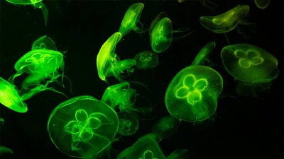 ​引起dna变性的主要因素 DNA变性的原因是