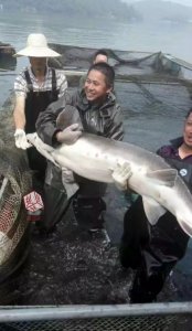 卖给谁?湖北2400万斤“清江鱼”急需卖出,300多户渔民正发愁