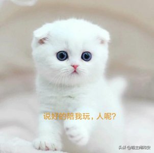​猫言猫语你能听得懂吗（猫语你懂几句）