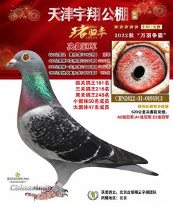 ​天津宇翔公棚鸽王冠军战绩亮眼